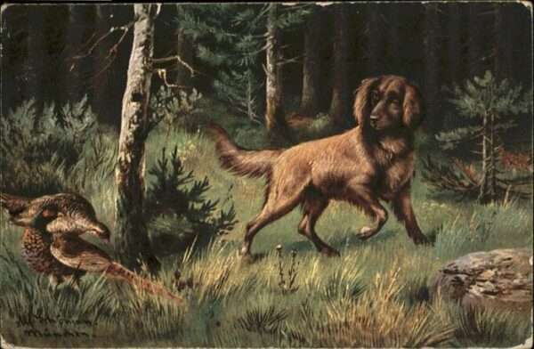 Hunde Pfau Vogel