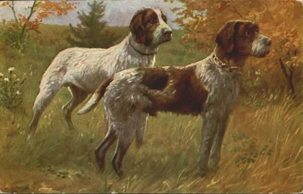 Hunde