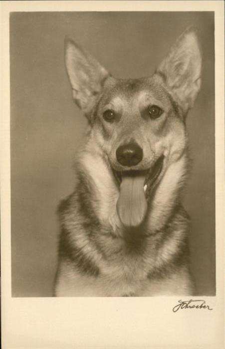 Hunde Deutscher Schäferhund