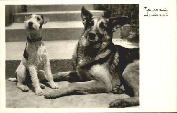Hunde