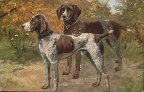 Hunde