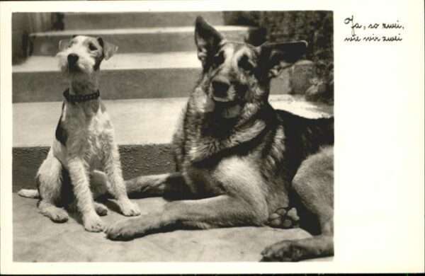 Hunde