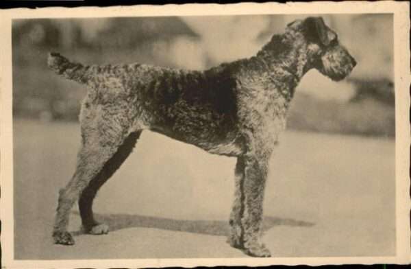 Hunde