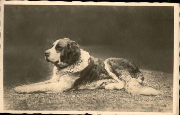 Hunde