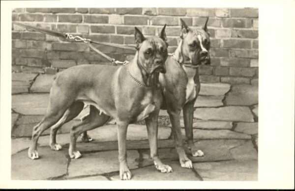 Hunde