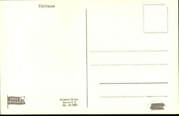 Hunde – Bild 2