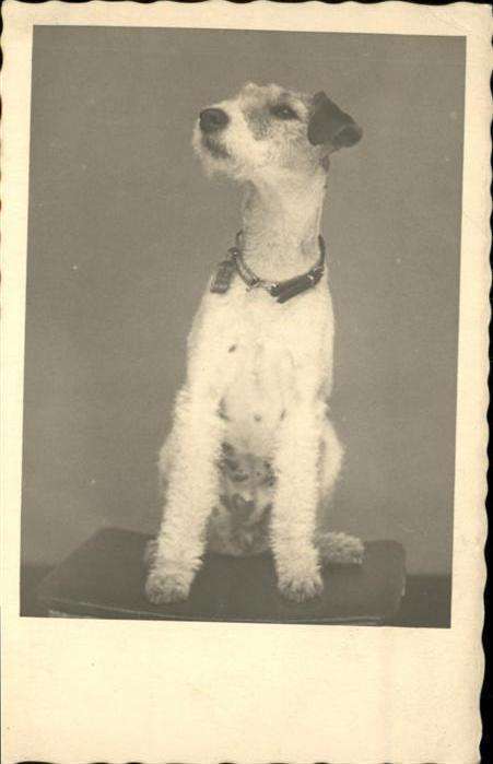 Hunde
