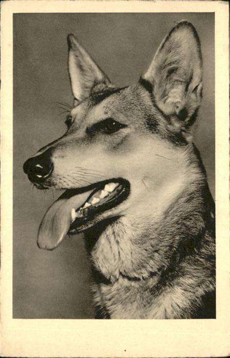Hunde