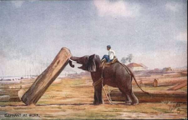 Dickhaeuter Elefant Tucks Oilette Nr. 8902 Elephant