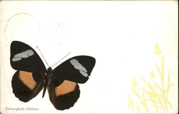 Schmetterlinge Catonephele Obrinus