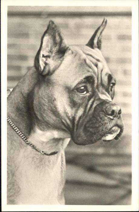 Hunde