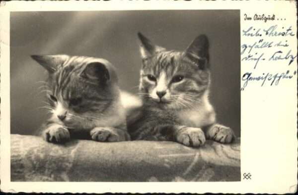 Katzen