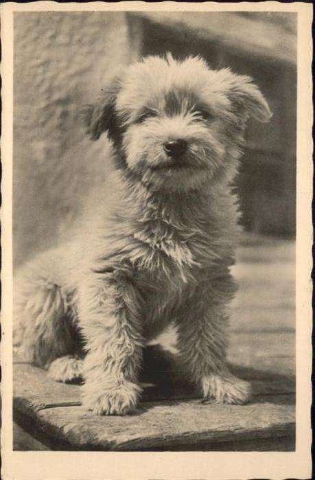Hunde