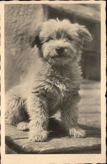 Hunde