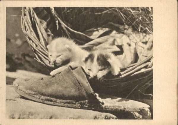 Katzen