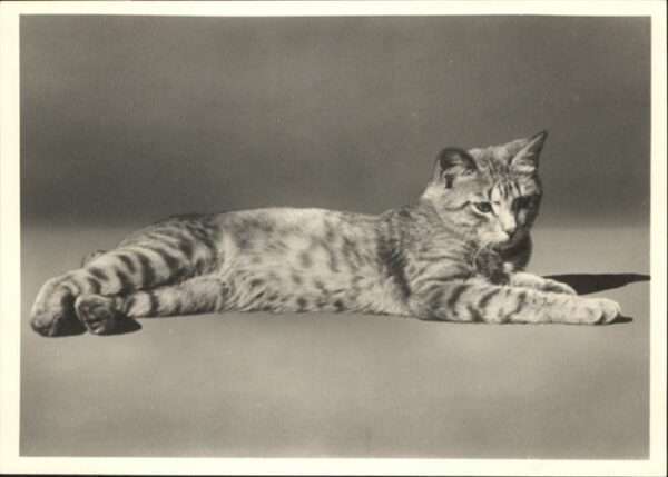 Katzen