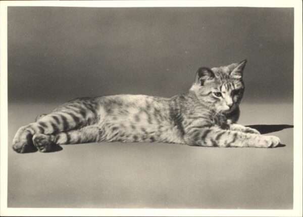 Katzen