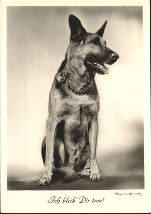 Hunde