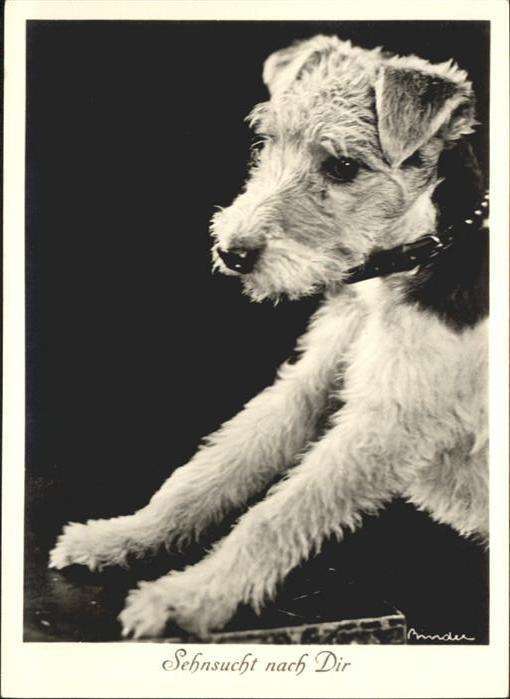Hunde Sehnsucht