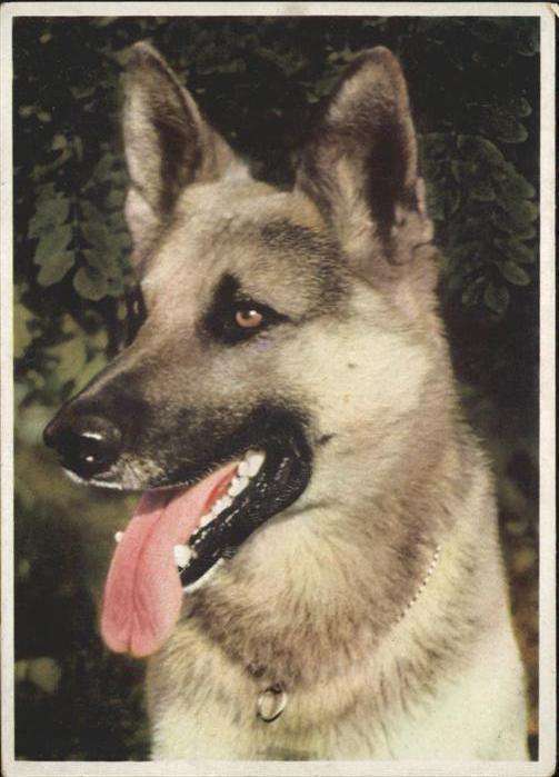 Hunde Deutscher Schäferhund