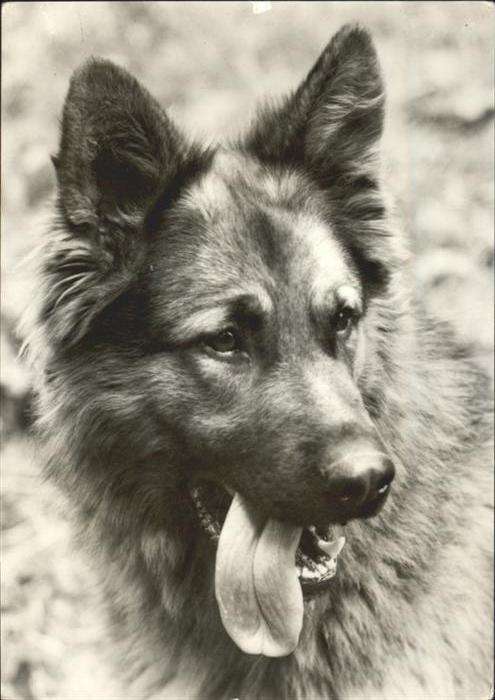 Hunde Schäferhund