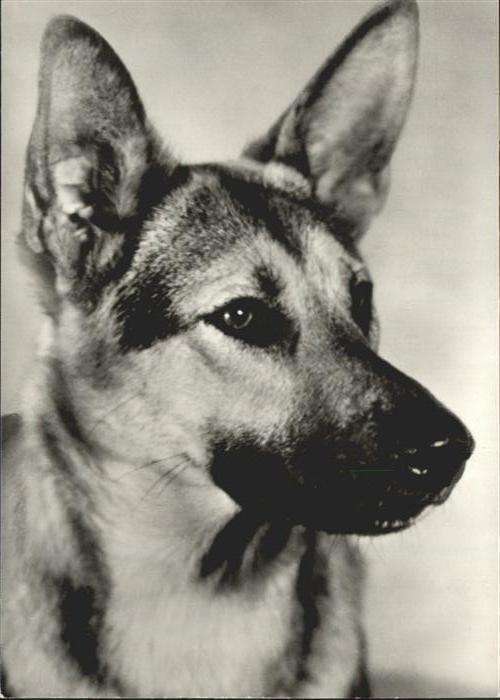Hunde