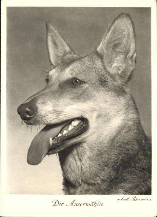 Hunde