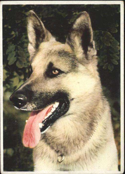 Hunde Deutscher Schäferhund