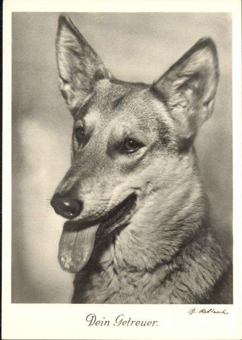 Hunde Deutscher Schäferhund