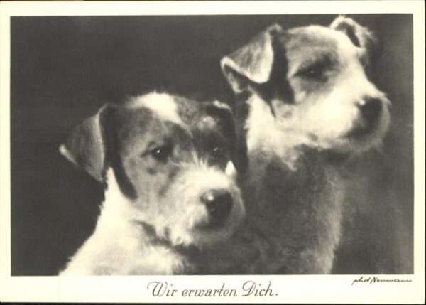 Hunde