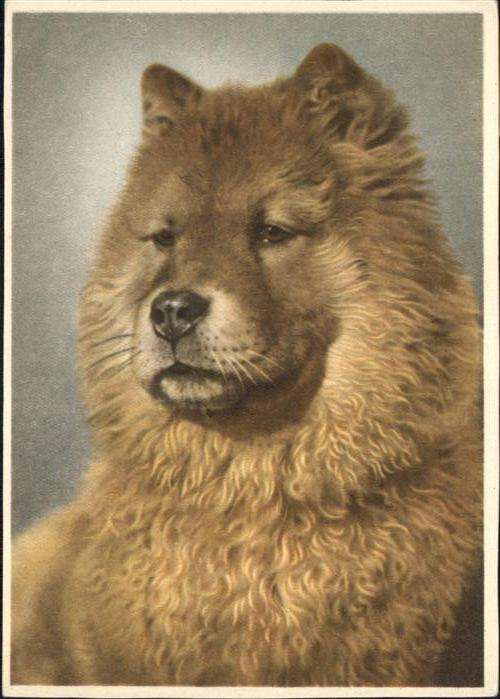 Hunde