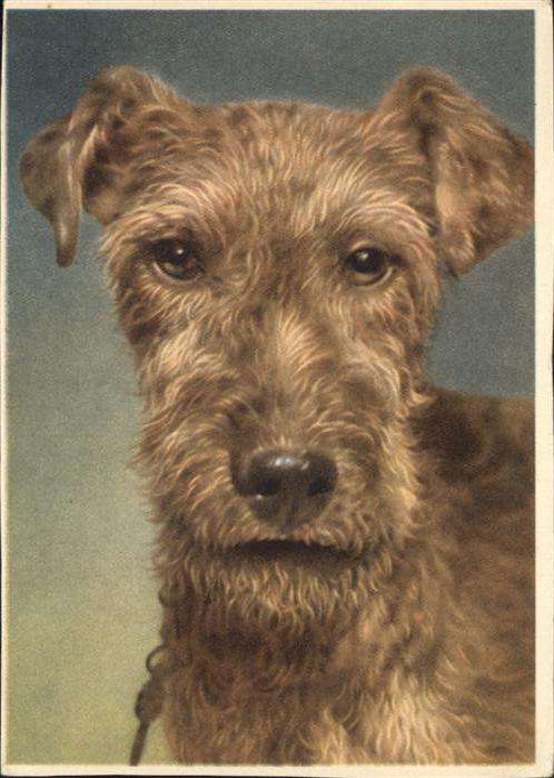 Hunde