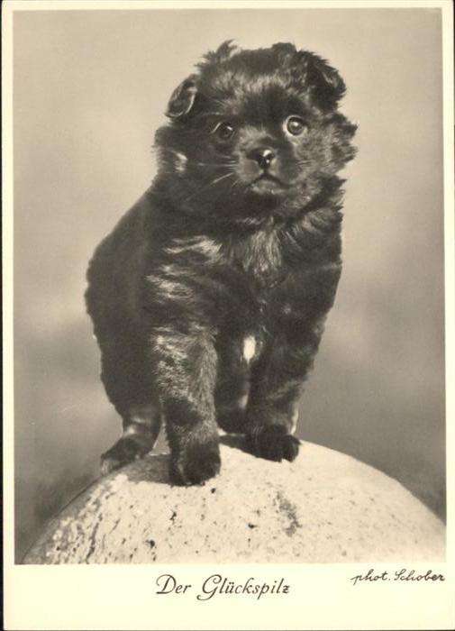 Hunde Zwergspitz