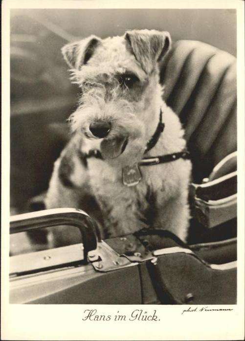 Hunde Drahthaar-Terrier