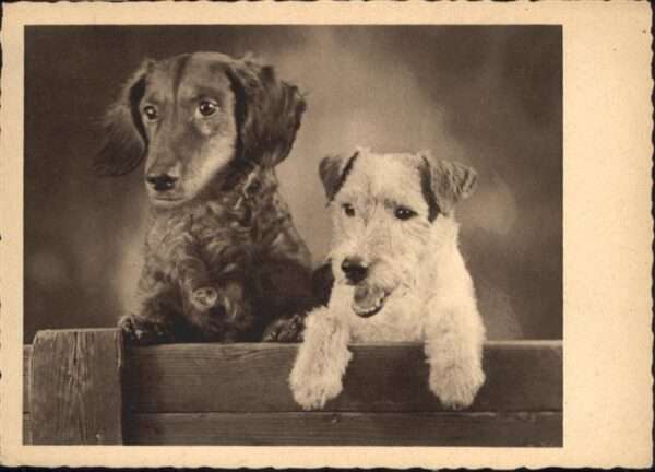Hunde