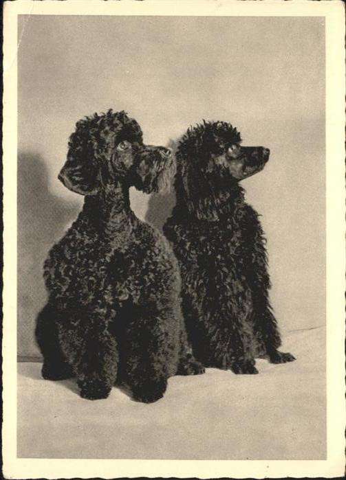 Hunde