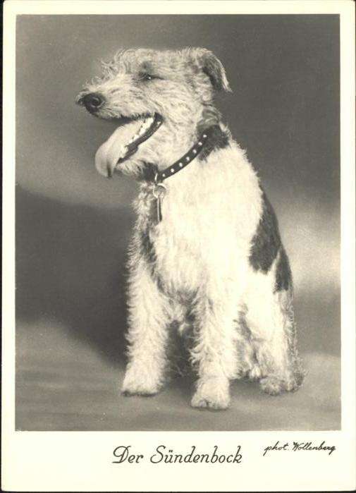 Hunde