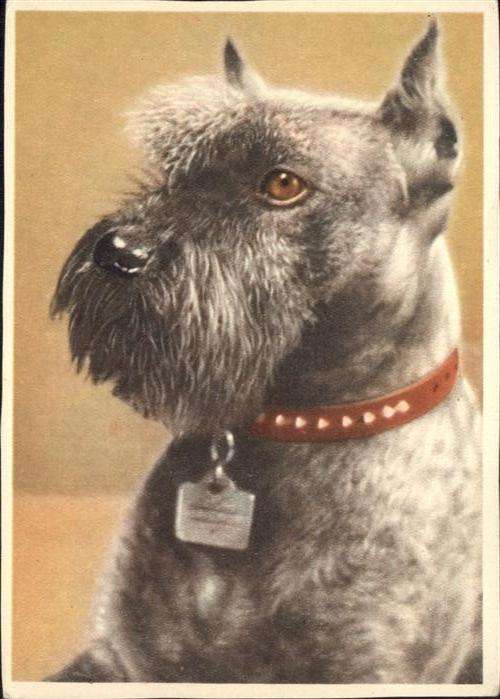 Hunde