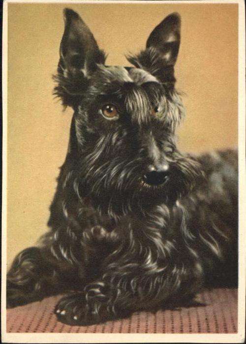 Hunde