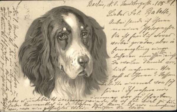 Hunde