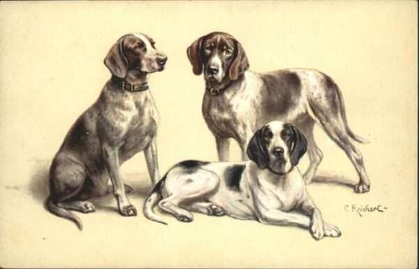 Hunde Künstler C. Reichert