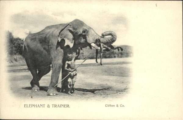 Dickhaeuter Elefant