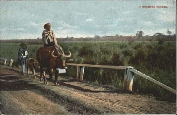 Burma Farmer Kuh