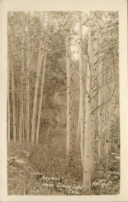 Grand Lake Aspens Colorado
