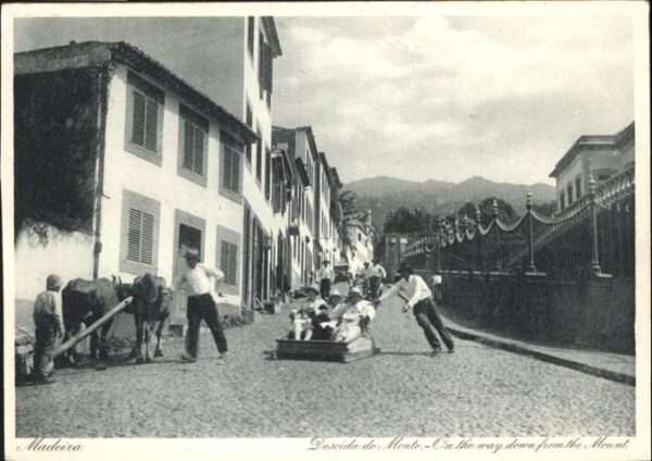 Madeira Portugal Descida de Monte Kühe