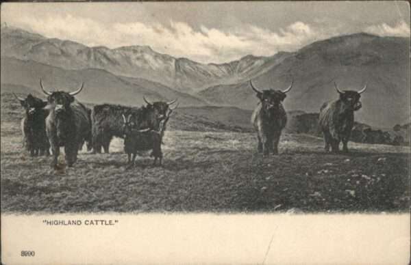 Highlands Highland Cattle