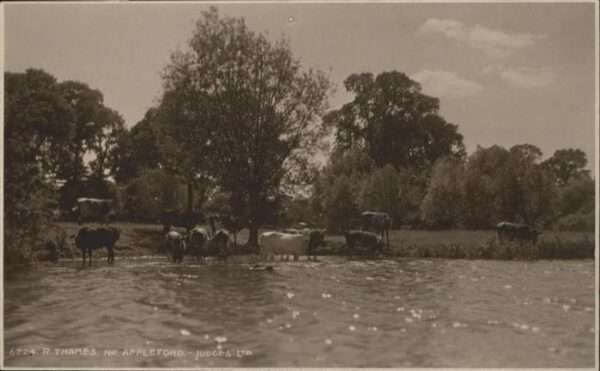 Appleford R. Thames Kühe See