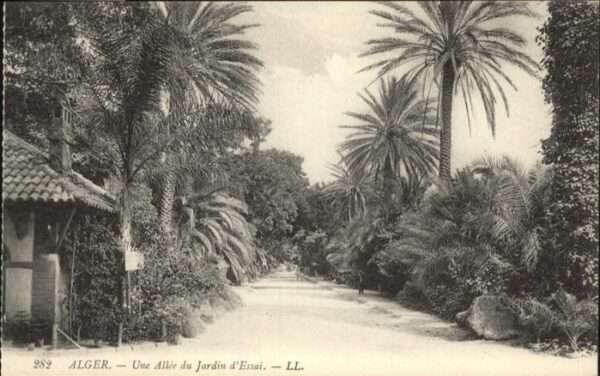 Alger Algerien Une Allee du Jardin d&# Essai