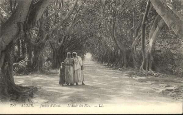 Alger Algerien Jardin d`Essai L_Allee des Ficus