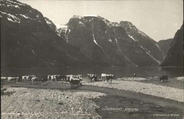 Nordfjord Oldenvandet Kühe